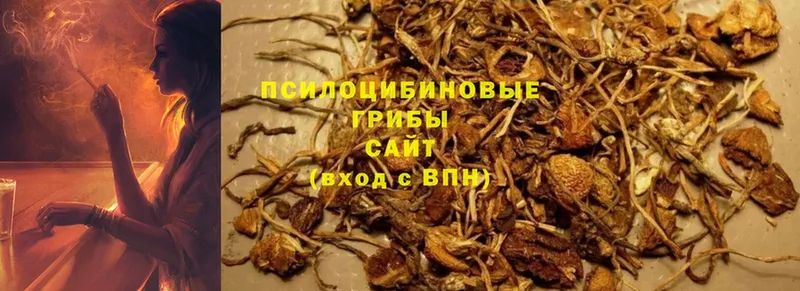 mega ССЫЛКА  закладка  Борзя  Псилоцибиновые грибы мицелий 